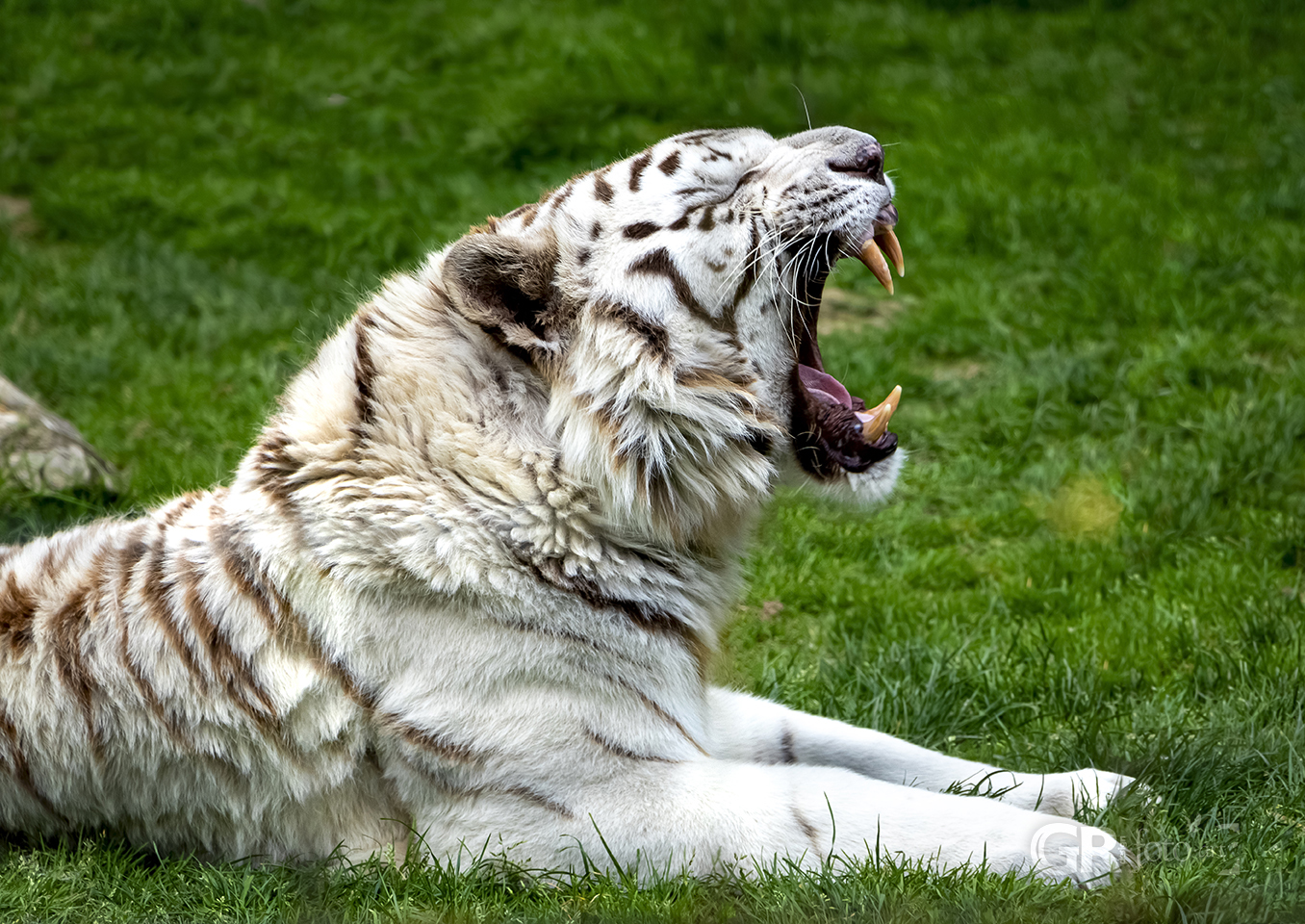Portrety